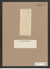 Diatomeae indet. Zeichnungen Sammlung Grunow Nr. 1465 (NHMW-BOT-W0368470)